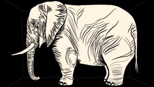 climate crisis elephant in the room