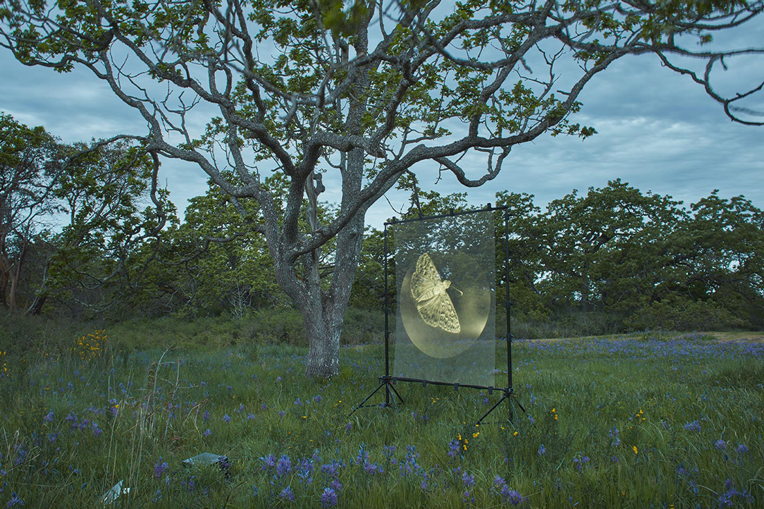 2021 Victoria Artist in Resident, David Ellingsen's piece "Moth".