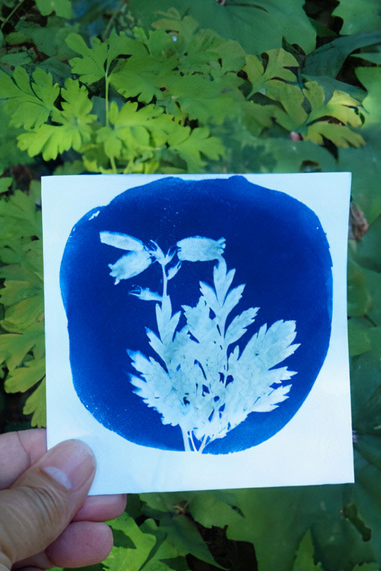 A cyangraph print of foliage from Lori Weidenhammer's workshop.